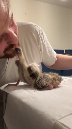 Man feeds baby birds in Riga apartment