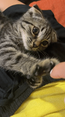 Scottish Fold kitten chills at home as Tbilisi hits dusk