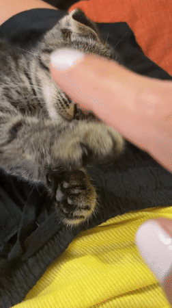 Scottish Fold kitten chills at home as Tbilisi hits dusk