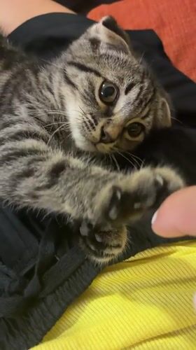 Scottish Fold kitten chills at home as Tbilisi hits dusk