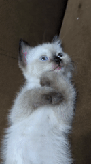 Siamese-mix kitten lounging and napping on a couch in Karanganyar