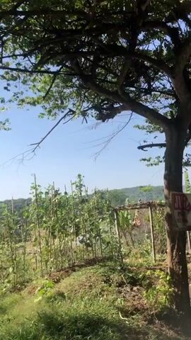 The video opens with a view of trees against a bright blue sky. The camera pans to the right, revealing a rural landscape with hills and vegetation. In the foreground, there is a structure made of wood and netting. Further in the distance, there is evidence of smoke rising from the ground, suggesting some sort of controlled burning or a small fire. Banana trees and other lush greenery are visible throughout the scene. A utility pole with wires runs vertically through the right side of the frame. The overall impression is of a sunny day in a natural, possibly agricultural, environment.