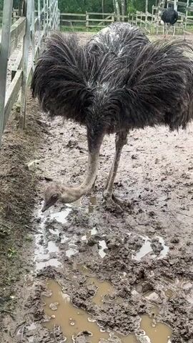A close-up, eye-level shot shows an ostrich in a muddy enclosure. The ostrich, which is mostly black and gray with a long neck, is bent over with its head submerged in a puddle. Its body is large and feathered. The ground is covered in mud and shallow puddles. A wooden fence runs along the left side of the frame. In the background, another ostrich is partially visible, standing near a wooden fence. The overall lighting suggests an overcast day.