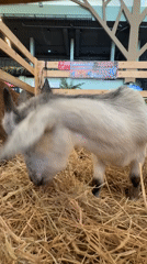 Visitor documents animals at Bangkok petting zoo facility