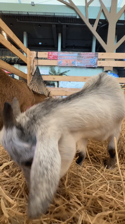 Visitor documents animals at Bangkok petting zoo facility