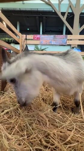 Visitor documents animals at Bangkok petting zoo facility