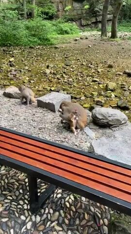 The video shows a monkey sitting on the ground with her baby holding onto her stomach and shoulder. There is another monkey in the background, and a water bottle sits beside the mother monkey. The monkeys are in a rocky area near a stream, beside a wooden bench. The mother monkey appears to be eating something on the ground.