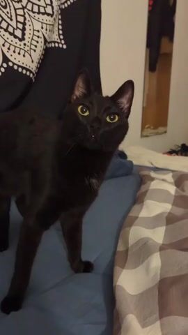 A black cat with yellow eyes stands on a bed with blue and brown-checkered sheets. Behind the cat is a black tapestry with white designs. A mirror reflects a dark jacket hanging on a wall. The cat is looking up and slightly to the left.