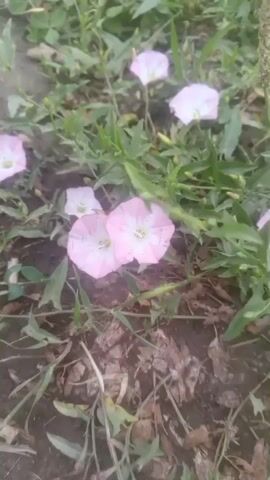 The video shows a close-up, ground-level view of several pink and white bindweed flowers growing in the dirt among green leaves and dry debris. The camera is stationary and the lighting is natural, suggesting an outdoor setting during the day. The focus is on the flowers and their immediate surroundings, with no people or discernible action present. The overall impression is of a still life nature scene.