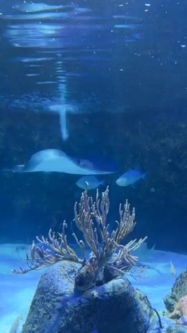 A stingray glides through a blue-lit aquarium environment. It is accompanied by a yellow and blue fish that swims above and around it. The stingray is flat and wide with pointed fins, while the fish is more slender and elongated. The background is dark and blurry, suggesting a large tank. In the foreground, there is a cluster of coral-like structures and rocks, also appearing to be part of the aquarium's artificial reef. The water is clear and there are some small bubbles visible on the surface. The camera follows the movement of the stingray and the fish as they interact.