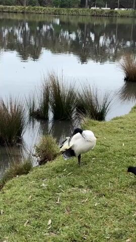 A white and black ibis stands on one leg preening its feathers near the edge of a calm lake. A small, dark bird, possibly a moorhen, is foraging in the grass nearby. The water reflects the overcast sky and the trees on the opposite bank. Tall grasses grow in clumps along the water's edge. The overall scene is peaceful and natural.