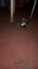 Two kittens play indoors in Jos, Nigeria household setting