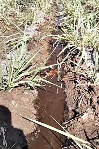 A shadow of a person is visible in the bottom left corner. The camera is focused on a narrow, muddy irrigation ditch running through dry, brown earth. Tall, green grass grows on either side of the ditch. In the ditch, a small, reddish-brown creature, possibly an insect or spider, is visible. Water flows slowly through the ditch. The scene appears to be outdoors in daylight.