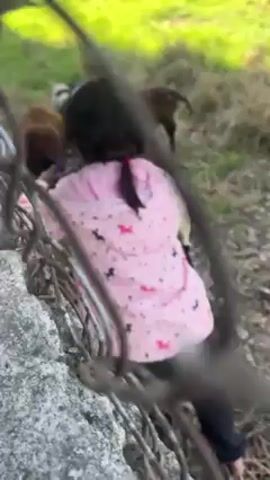 A young girl in a pink hoodie is seen through a chain-link fence. She is crouched down, reaching through the fence to pet a small black goat. Other goats are visible in the background, and the girl looks up and smiles at the camera. There is grass and vegetation visible in the background, suggesting an outdoor or farm setting.