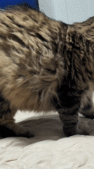 Fluffy tabby cat enjoys lazy evening on bed in Izhevsk