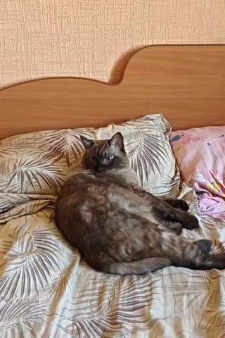 A fluffy cat with dark brown and tan fur reclines on a bed, its body positioned on its side with legs spread. The cat is looking directly at the camera with its blue eyes. The bed is made with a duvet featuring a palm leaf pattern and is adorned with two pillows, one with the same palm leaf pattern and another with a pink floral design. Behind the bed is a light orange textured wall, and the headboard of the bed is a light brown wooden material with a curved design. The lighting suggests an indoor setting, likely during the daytime.