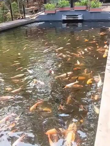 A wide shot shows a pond filled with many colorful fish, primarily koi. The fish are swimming and appear to be feeding. A hand with a pointed finger enters the frame from the right and gestures towards the water. The pond is surrounded by a concrete edge and some greenery is visible in the background. The water is somewhat murky, but the fish are clearly visible.