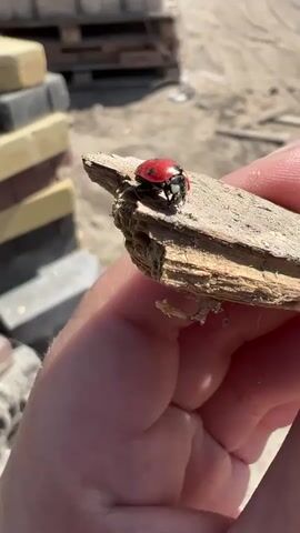 The video shows a close-up of a person's hand holding a piece of weathered wood. A red ladybug with black spots is perched on the wood. In the background, there are stacks of paving stones and a dirt or gravel surface, suggesting an outdoor setting, possibly a construction site or garden. The lighting indicates it is daytime and sunny. The ladybug is the primary focus, and the hand is holding the wood steady.