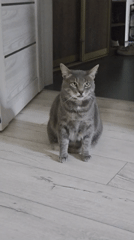 Gray tabby cat interactions documented in home setting