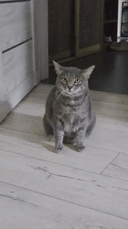 Gray tabby cat interactions documented in home setting