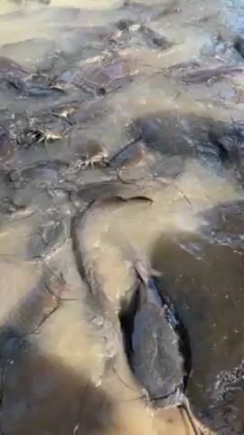 The video shows a large group of fish, likely catfish, swimming and moving in murky, shallow water. The fish are densely packed together, creating a mass of movement. The water appears muddy and brown, obscuring clear visibility of the fish. The environment seems to be a pond or a shallow, enclosed body of water. Someone, possibly a child, can be heard speaking in the background.