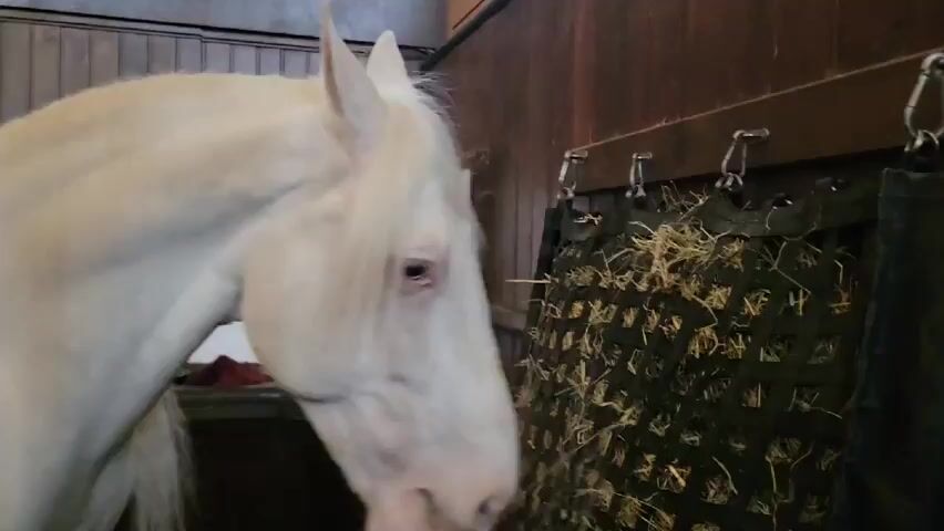 The video shows a white horse standing in a stable stall, eating hay from a black net feeder. The horse has a pale coat and a long white mane falling across its face. The stall has dark wood paneling and metal hooks holding the hay feeder. The horse is positioned near the feeder, with its head turned slightly towards the camera as it munches on the hay.