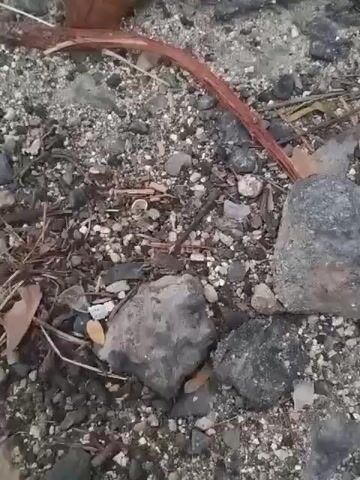 A close-up, ground-level shot shows a fallen, reddish-brown leaf resting on a mixture of dark asphalt, sand, small pebbles, and debris. A thin, twig-like object with a reddish hue is partially visible beneath the leaf, curving across the ground. Several grey rocks of varying sizes are scattered throughout the scene. The lighting suggests an overcast or shaded environment, possibly outdoors.