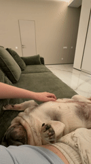 Pug enjoys belly rubs on a green couch in Chișinău