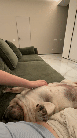 Pug enjoys belly rubs on a green couch in Chișinău