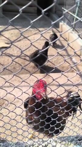 The video shows a close-up of a rooster with a bright red comb and wattles, looking directly at the camera through a chain-link fence. The rooster has dark brown and black feathers, with some lighter brown on its neck and chest. Its eye is visible and appears dark. In the background, through the fence and slightly out of focus, are other chickens. One appears to be a black hen, and another is a dark-colored chick. The ground appears to be dry dirt or sand, and there is some wooden structure in the background, possibly part of a coop. The lighting suggests it is daytime, with bright sunlight casting shadows. The overall scene is that of an outdoor chicken enclosure, possibly a farm or backyard. There is no visible text in the media.