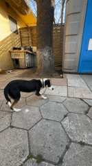 Dog stands on hind legs against tree in Kiten