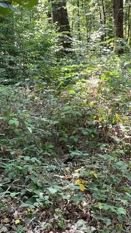 A video of a wooded area with sunlight filtering through the trees. The ground is covered in greenery and fallen leaves. There is a dark object, possibly an animal, partially visible in the undergrowth in the center of the frame.