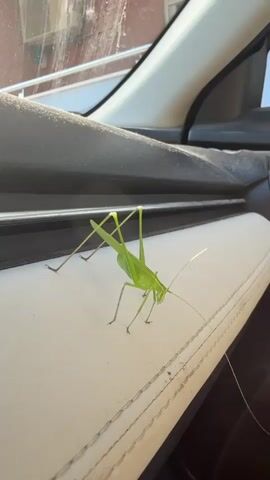 A bright green katydid is perched on a light-colored, stitched surface inside a vehicle. The katydid is facing towards the right side of the frame and is in focus. Its long antennae extend to the right. The background shows a dark car interior with a window on the left, revealing a blurry outdoor scene with a building. The lighting suggests it is daytime.