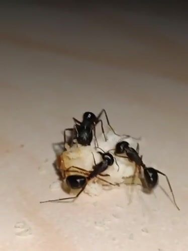 Black ants feeding on a bread scrap, close-up