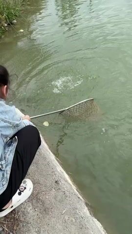The video shows a person kneeling on a concrete ledge next to a greenish-brown river. They are holding a long-handled net with a metal frame and a net made of dark material, submerged in the water. In the murky water, a fish is visible, swimming near the surface and causing ripples. There is a red and white fishing bobber in the water as well. The riverbank on the left side of the frame has grass and vegetation growing. The person is wearing a denim jacket, a black skirt, and white shoes with black trim.