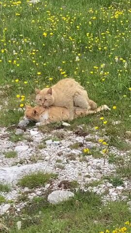 Two ginger cats are seen in a grassy field with numerous yellow wildflowers. One cat, a lighter ginger, is mounted on top of another, slightly darker ginger cat, which is lying down on the ground. The setting includes patches of rocky and gravelly terrain in the foreground, suggesting an outdoor, natural environment. The scene appears to be taking place during the daytime under bright, natural light. There is no visible text. The location is Korita, Montenegro.