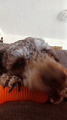 Dog rests with orange tube pillow in Palma