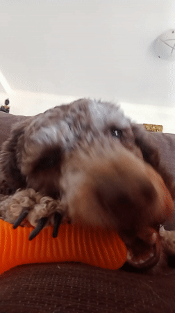 Dog rests with orange tube pillow in Palma