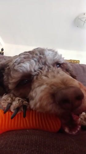 Dog rests with orange tube pillow in Palma