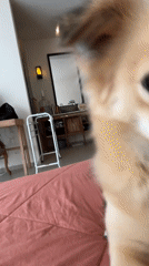 Dogs relaxing indoors at a Bali home