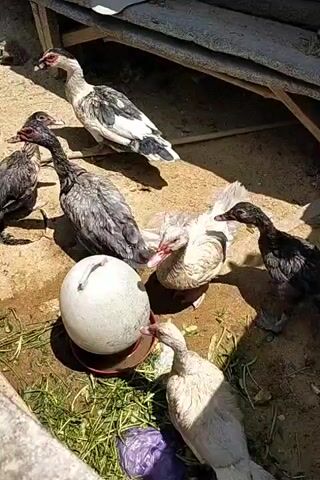 A group of ducks are gathered around a large white object that appears to be a water dispenser or a feeder. Some of the ducks are drinking or eating. The environment appears to be outdoors, with a dirt ground, some scattered debris, and a wooden structure in the background. The lighting suggests it is daytime.