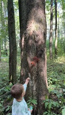 A young child in a light green and white checkered sweatshirt and brown pants stands in a forest facing a large tree. The child holds a small round object, likely food, in their outstretched right hand. A red squirrel with a bushy tail is positioned on the tree trunk, appearing to be reaching for the object. The squirrel is mid-motion, with its body angled towards the child and the food. The background consists of a dense forest with tall trees and green foliage. The lighting suggests it is daytime, with sunlight filtering through the trees.