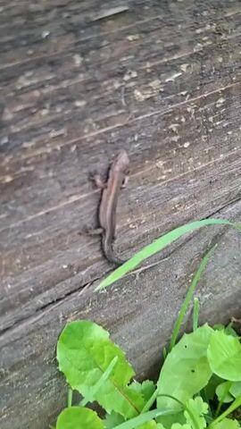 A small, brown lizard is seen clinging to a weathered wooden surface. The lizard is oriented vertically, with its head pointing upwards. Its legs are splayed, gripping the wood. To the right of the lizard, a thin blade of green grass is visible. In the lower portion of the frame, several broad, green leaves are present, suggesting an outdoor, grassy environment. The lighting is natural, and the focus is on the lizard and its immediate surroundings.
