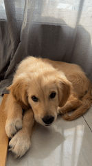 Golden retriever puppy spotted resting in sunlit Netanya home