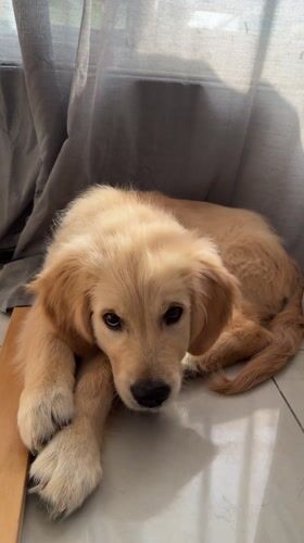 Golden retriever puppy spotted resting in sunlit Netanya home