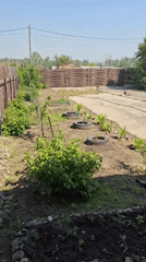 Russian garden documented in early morning sunlight June 2026