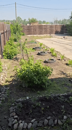 Russian garden documented in early morning sunlight June 2026