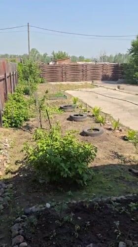 Russian garden documented in early morning sunlight June 2026