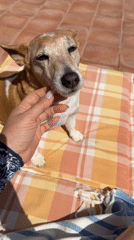 Quiet afternoon moments with dog captured in Spanish backyard
