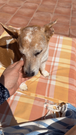 Quiet afternoon moments with dog captured in Spanish backyard